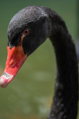 Fototapeta premium Black swan, Cygnus atratus,