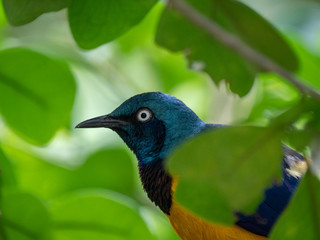 The Superb Starling (Lamprotornis superbus)