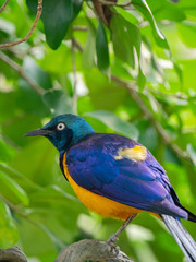 The Superb Starling (Lamprotornis superbus)