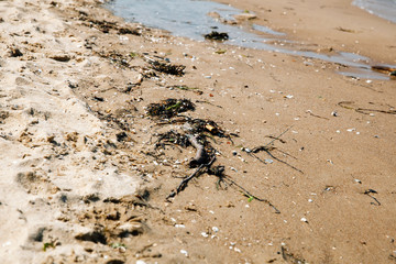 Polluted beach, environmental pollution concept