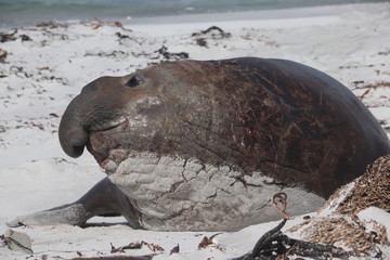 elephant seal glance 