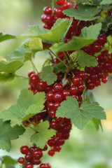 Vertical Red currant berry ripe on plant branch