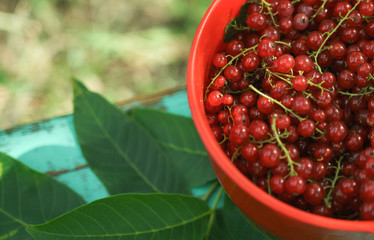 Red currant berries and green leaves on table