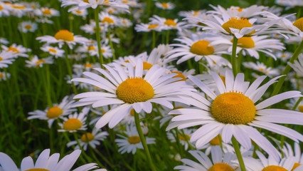 Chamomiles in the summer field close-up