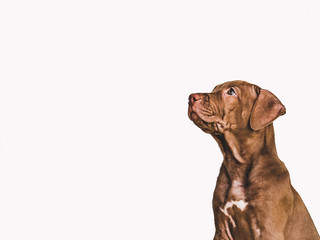 Young, charming puppy of chocolate color.  Close-up, side view. White isolated background. Studio photo. Concept of care, education, obedience training and raising of pets