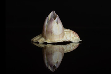 One whole mollusc shell with violet edge isolated on black glass