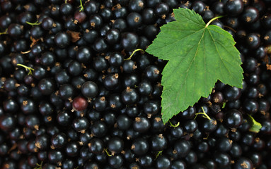 Top view of Blackcurrant and green leaf on top with copy space