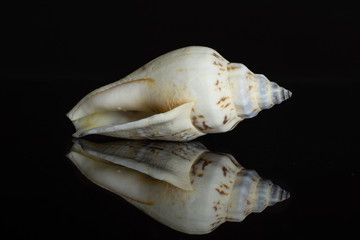 One whole conical mollusc shell isolated on black glass