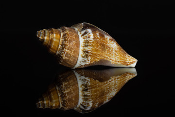 One whole ocher conic mollusc shell isolated on black glass