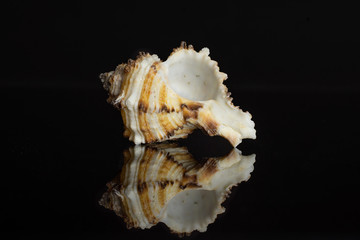 One whole mollusc shell with spikes isolated on black glass