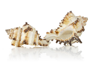 Fototapeta na wymiar Group of two whole mollusc shell irregular form isolated on white background