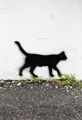 black cat wandering