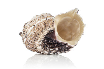 One whole mollusc shell hollow inside isolated on white background
