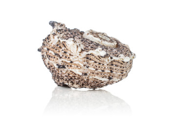 One whole mollusc shell rounded isolated on white background