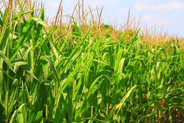 Green field with young corn