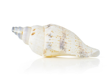 One whole nacreous mollusc shell isolated on white background
