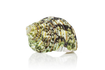 One whole green mollusc shell isolated on white background