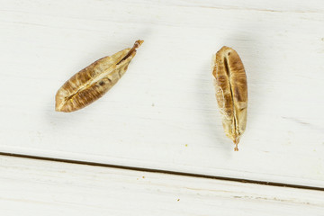 Group of two pieces of dried brown date medjool flatlay on white wood