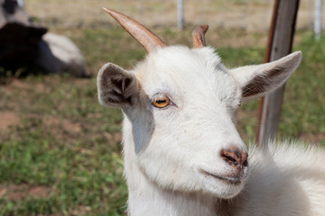 Obraz premium Close-Up Of White Goat With Small Horns