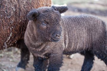 Black Brown Baby Lamb Sheep