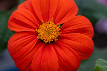 Mexican Sunflowers