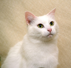 beautiful white shorthair cat, albino