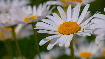 Chamomiles in the summer field close-up