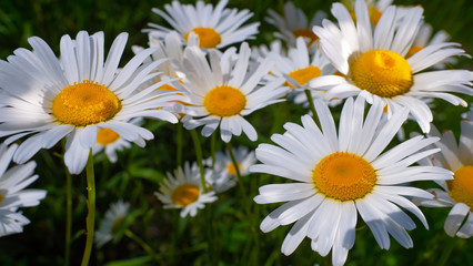 Chamomile flowers in nature