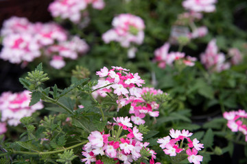 Naklejka premium Verbina Flowers