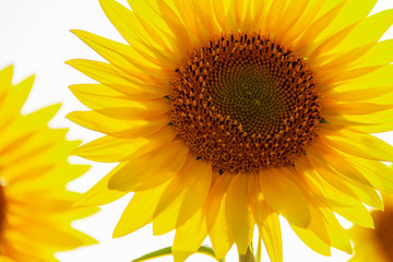 Sunflower natural background. Sunflower blooming. Agriculture field.