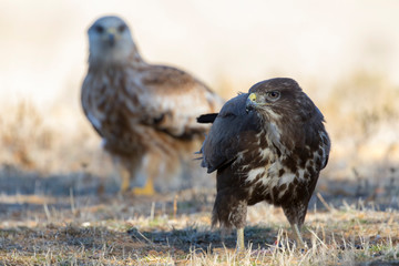 Common buzzard, (Buteo buteo), feeding on the ground and a red kite in the background. Spain