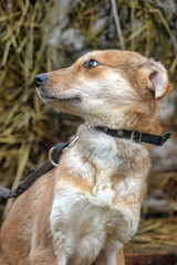 scuffed light brown dog half-breed on a background of hay