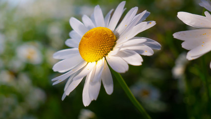 Obraz premium Chamomiles in the summer field close-up