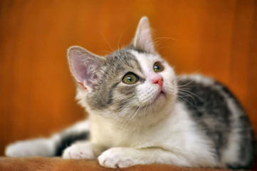 white with a gray kitten on a brown background
