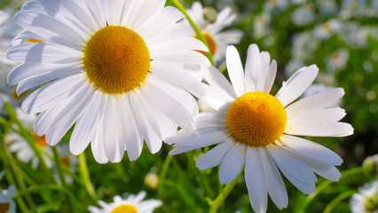Fototapeta premium Chamomiles in the summer field close-up