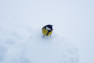 Yellow bird walking on the snow. copy space