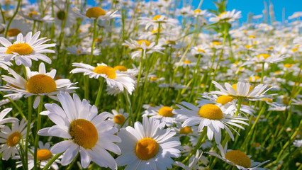 Chamomiles in the summer field close-up