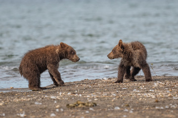 Ruling the landscape, brown bears of Kamchatka (Ursus arctos beringianus)