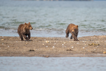 Ruling the landscape, brown bears of Kamchatka (Ursus arctos beringianus)