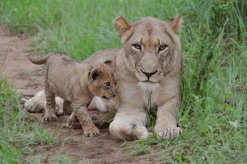 Obraz na płótnie Canvas Lioness and 6 week male old male cub near Kruger National Park in South Africa
