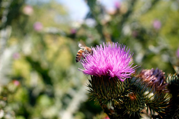 Bee collects honey on milk thistle macro