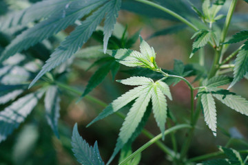 green hemp leaves on a bush