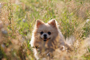 Obraz premium spitz in the grass is smiling