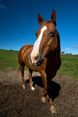 Naklejka na ściany i meble Close up portrait of a horse looking straight into the camera against a blue sky