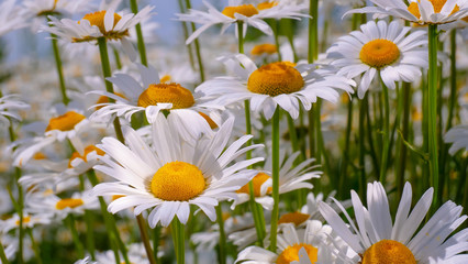 Chamomiles in the summer field close-up