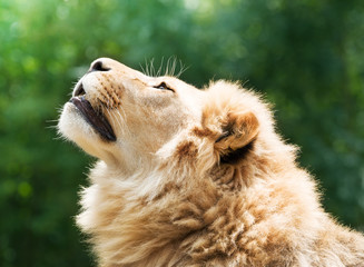 Young lion almost religiously looking up into the sky