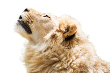 Lion watching sky isolated on white background