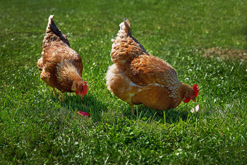 Two chickens on green grass. Chickens farm scene. Chickens walk grass. Chicken hen farm