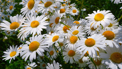 Fototapeta premium Chamomiles in the summer field close-up