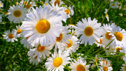 Obraz premium Chamomiles in the summer field close-up